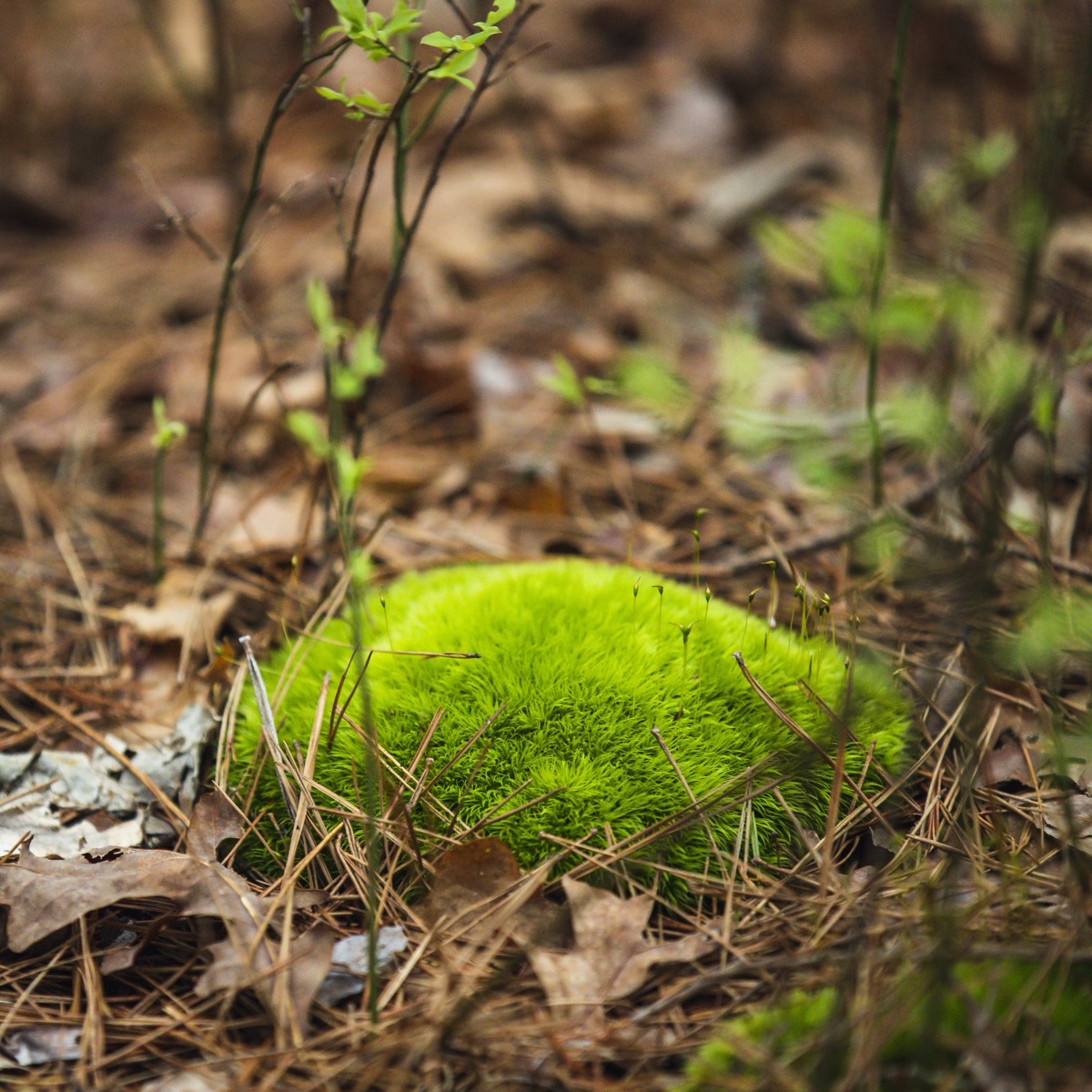 Moss growing on the forest floor