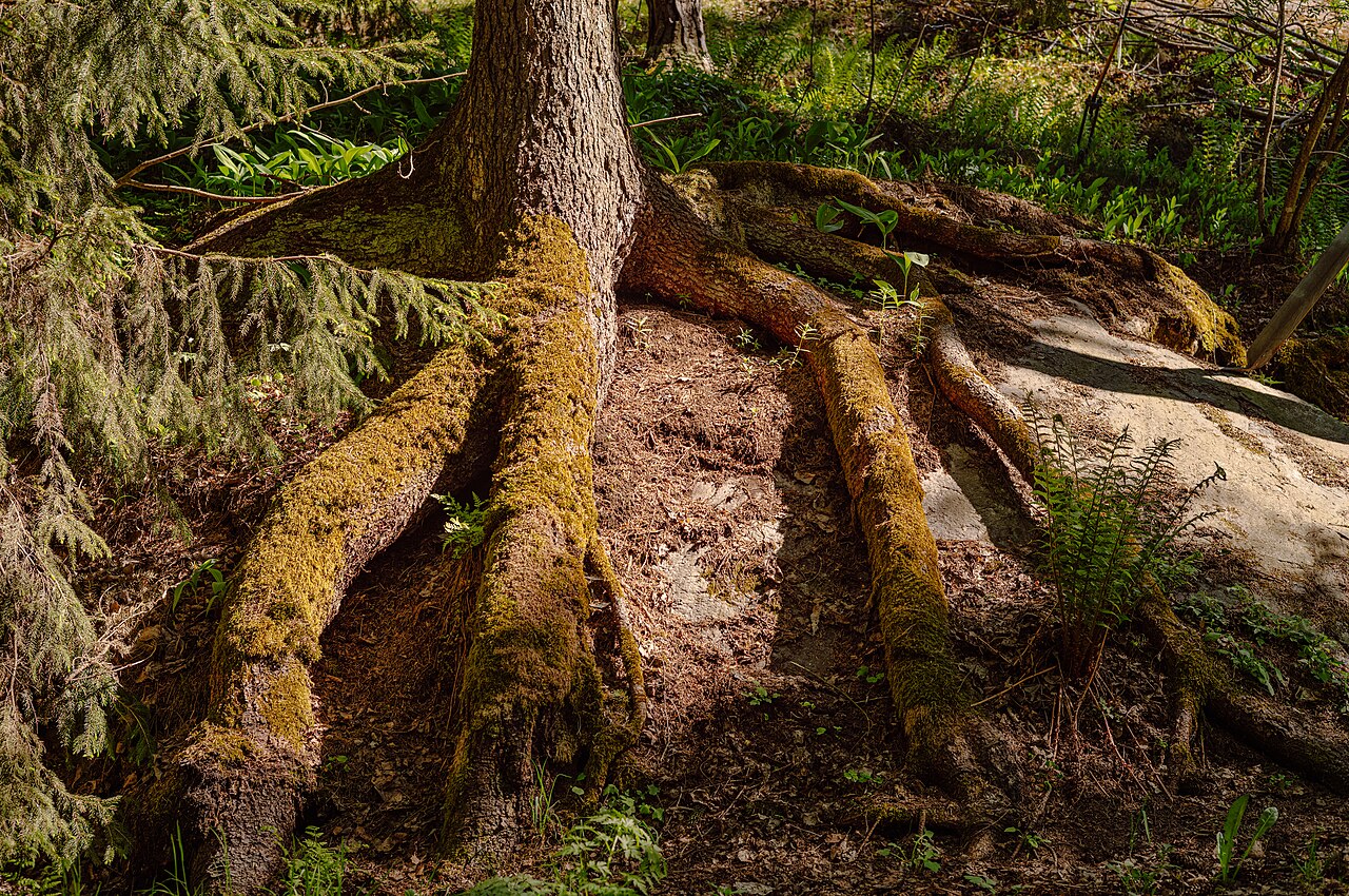 Tree roots in Länsi-Herttoniemi, Helsinki, Finland